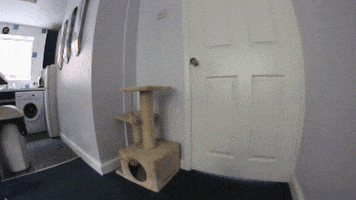 cat helping GIF