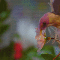 Cat GIF by Spaghetti