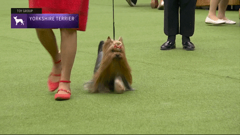 Yorkshire Terrier Dogs GIF by Westminster Kennel Club