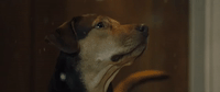 a dogs way home sony GIF by A Dog's Way HomeVerified account