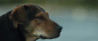 a dogs way home sony GIF by A Dog's Way HomeVerified account