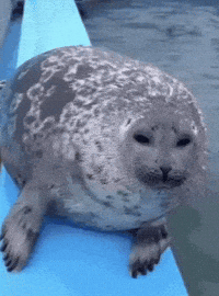 Seal Yo GIF