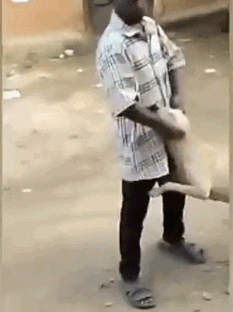 cuteanimalland giphyupload GIF