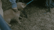 puppy alabamabaseball GIF by Alabama Crimson Tide