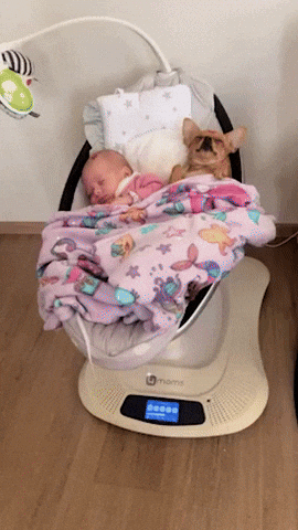 cuteanimalland giphyupload GIF