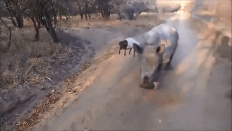 marie-adelecopin giphyupload GIF