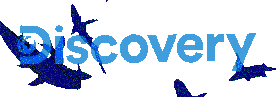 Discovery Swimming Sticker by Shark Week