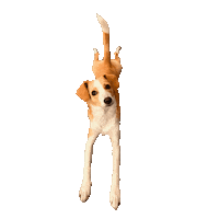 Dog Sploot Sticker by Bastian the Talking Terrier