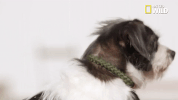 doggie winter wonderland pupparazzi GIF by Nat Geo Wild