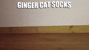 Gingercat Catsocks GIF by catnipy