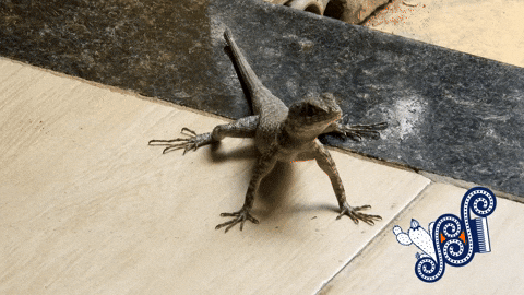 giphy.gif