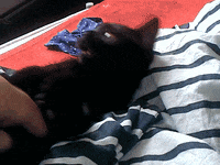 puss GIF
