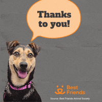 Adopt Best Friends GIF by Best Friends Animal Society