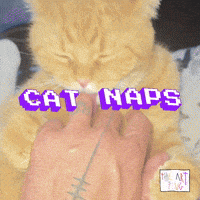 Stevie Wonders Cat GIF by Marcel Katz / The Art Plug