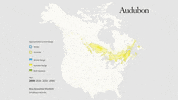 bay-breasted warbler GIF by audubon