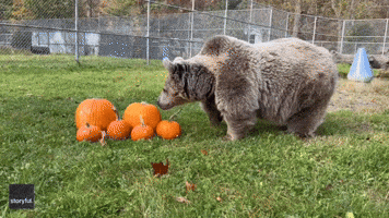 Gentle Rescue Bears Mercilessly Shred Pumpkins