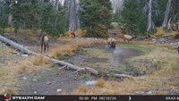 Trail Camera Captures Bull Elk's Piercing Bugle Cry in Utah Mountains