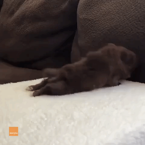 Excited Chihuahua Puppy Can't Control His Furiously-Wagging Tail