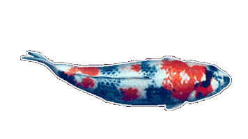 Japan Fish Sticker by EDGARDUDE