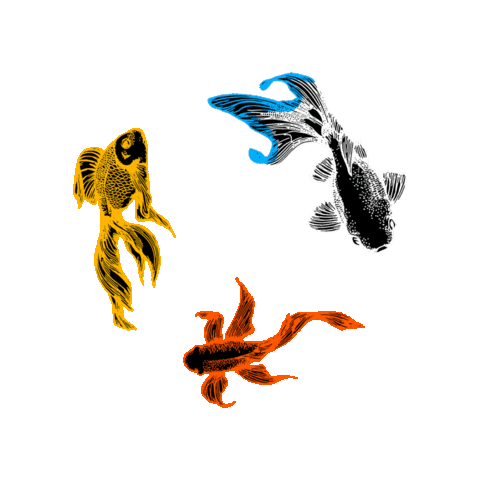 faunakids fish goldfish carp koi Sticker