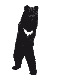 Dance Bear Sticker by CRITIC