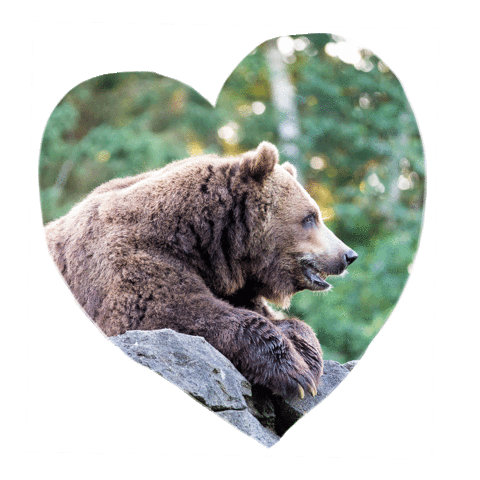 Woodlandparkzoo giphyupload love animals in love Sticker