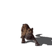 desarrolloterritorialyambiente jaguar sostenible chaco yaguarete Sticker
