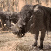 Hair Eating GIF by John Ball Zoo