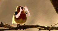 bird morning GIF