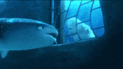 finding dory GIF by Disney/Pixar's Finding Dory
