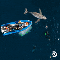 Explore Belly Of The Beast GIF by Shark Week