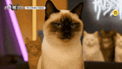 스큐파 GIF