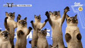 스큐파 GIF