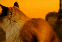 틴더스 GIF