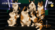 스큐파 GIF