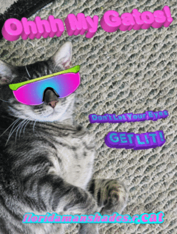 Cat GIF by Florida Man Shades