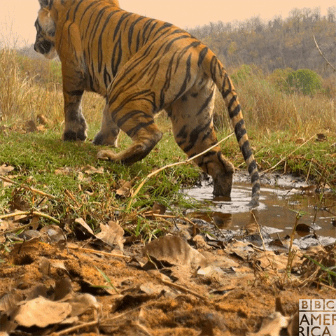 bbc earth wow GIF by BBC America