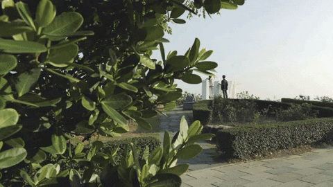 7925e80c02b2447f97ae06a1c78908e3 giphyupload leaf dolly slider GIF