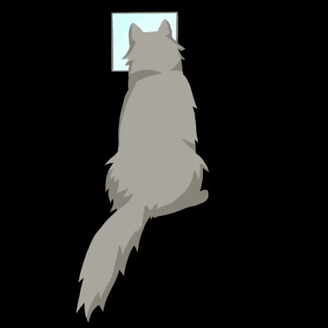 meguuedaart giphyupload anime cat kawaii GIF