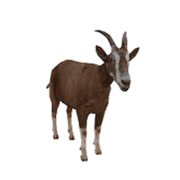 Munich-Gif-King scream goat 3dgoat Sticker