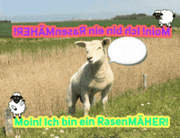 Schaf GIF by fehmarn.de
