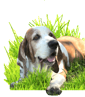 Daisy Basset Sticker
