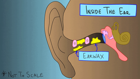 ears gross science GIF by PBS Digital Studios