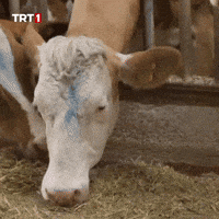Hungry Breakfast GIF by TRT
