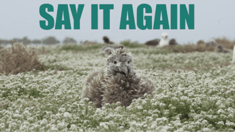 Say What Excuse Me GIF by U.S. Fish and Wildlife Service