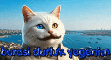 Cat Crypto GIF by vankedisi