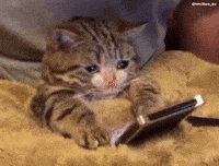 Sad Cat GIF