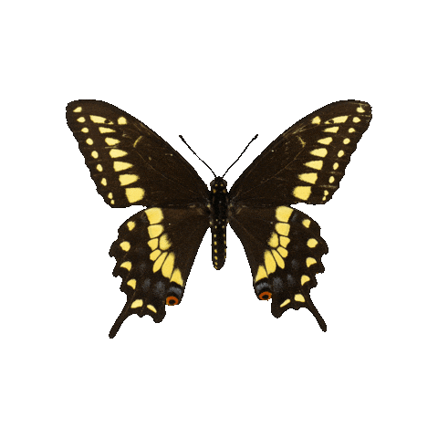 ARTTODISARM butterfly bran atd swallowtail Sticker