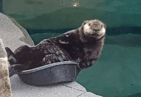 marinemammalrescue oops falling otter plop GIF