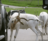 cats lol GIF